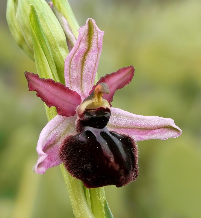 Prime Ophrys sipontensis